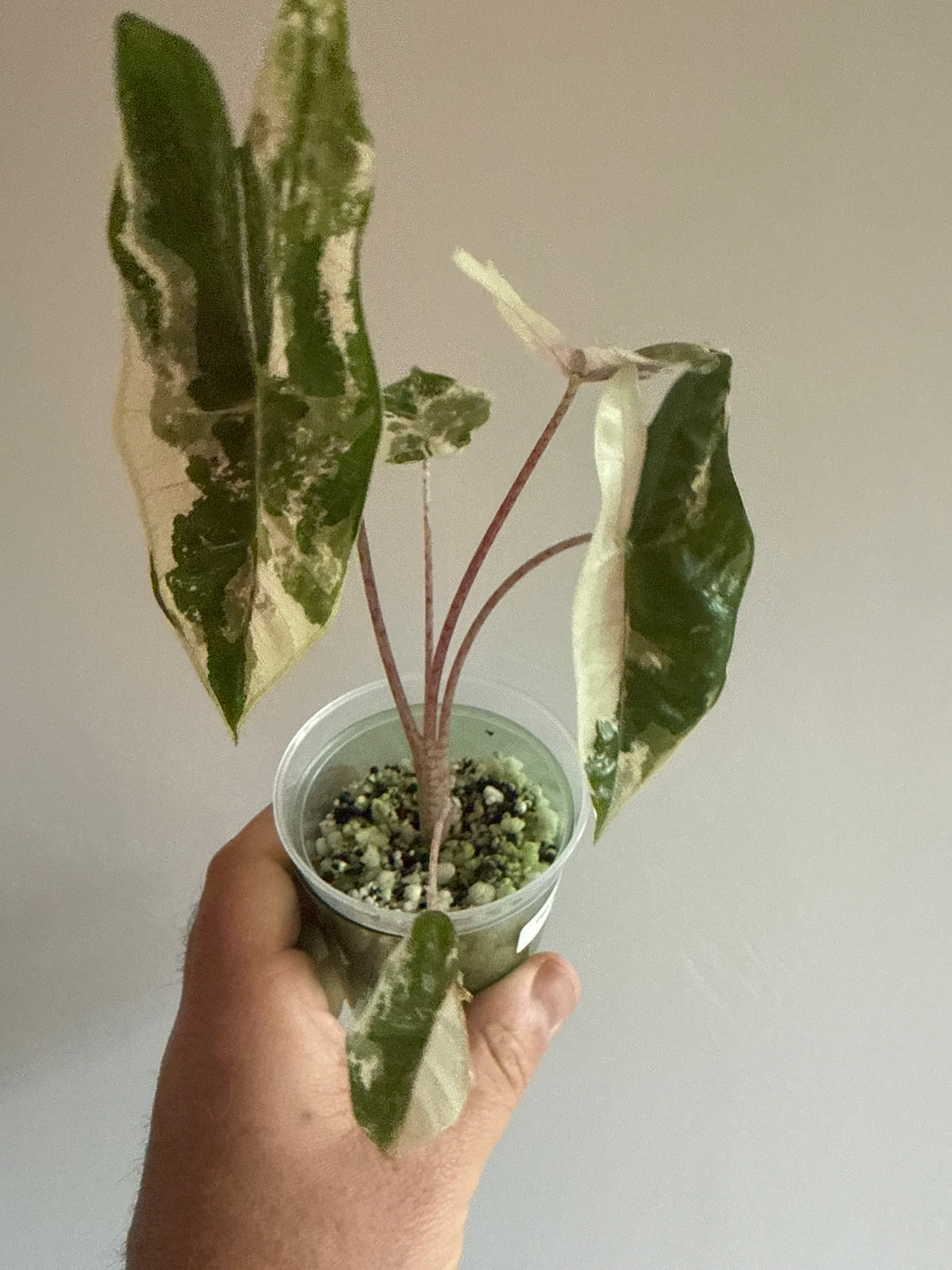 Alocasia Pseudo Sanderiana Pink