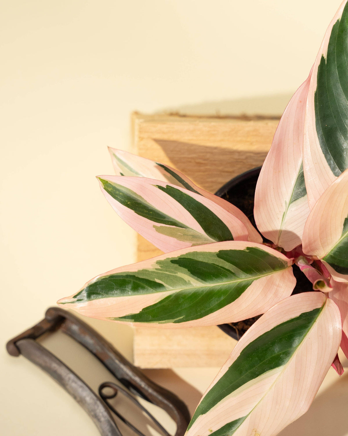 Stromanthe Trio Star