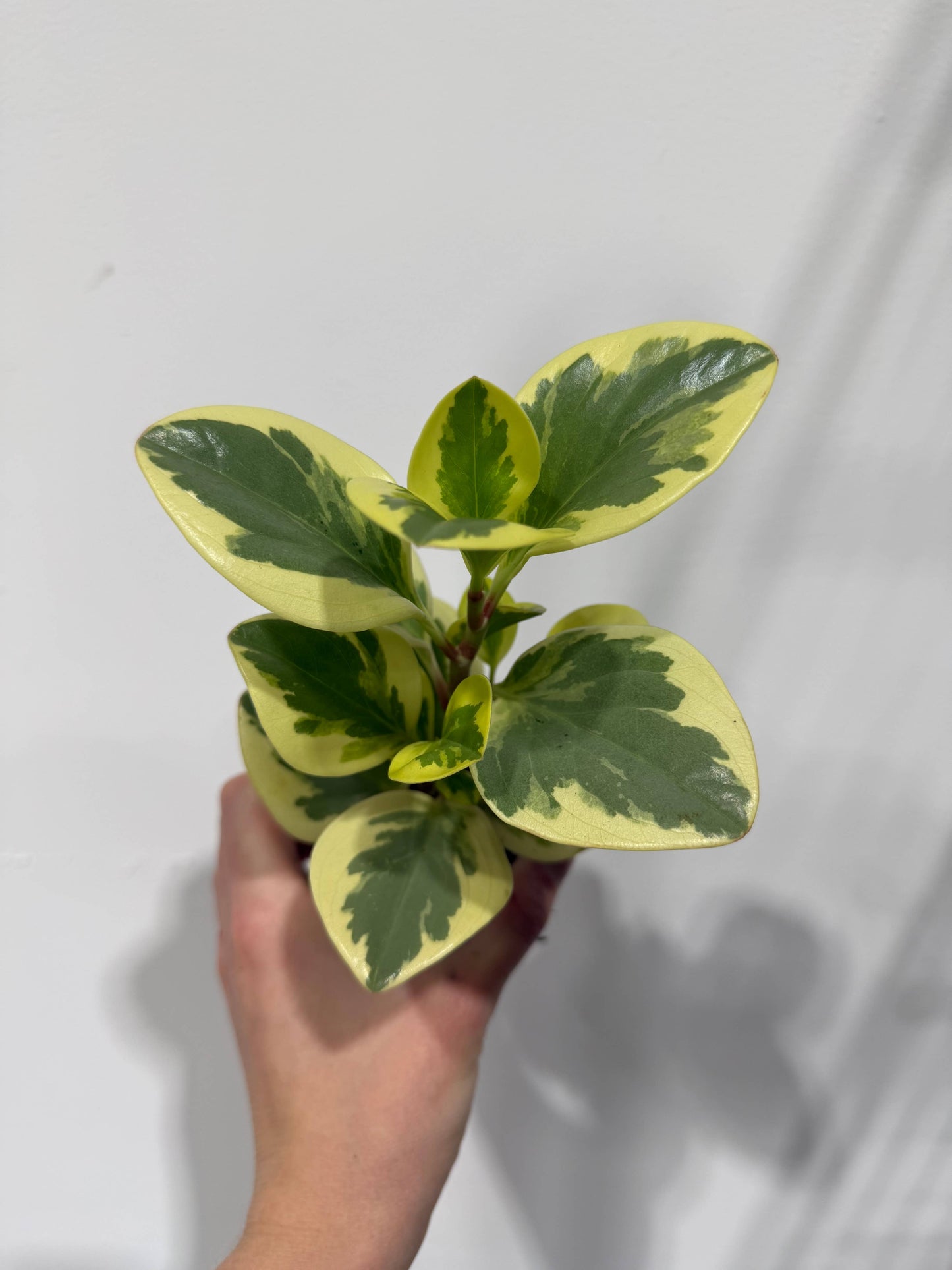 Peperomia Bicolor - Starter Size