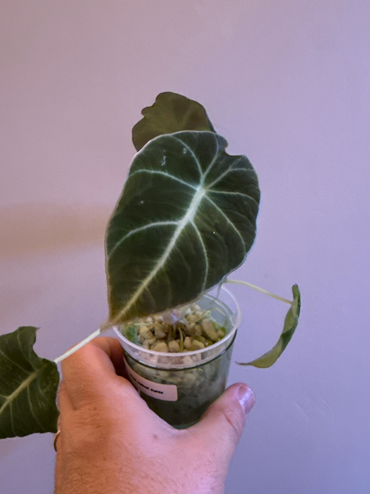 Alocasia Black Velvet Gold