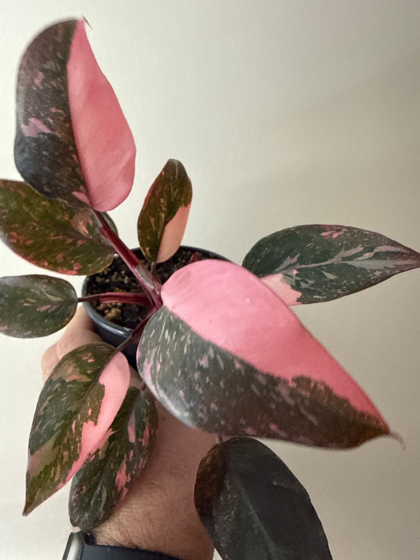 Philodendron Pink Princess Marble