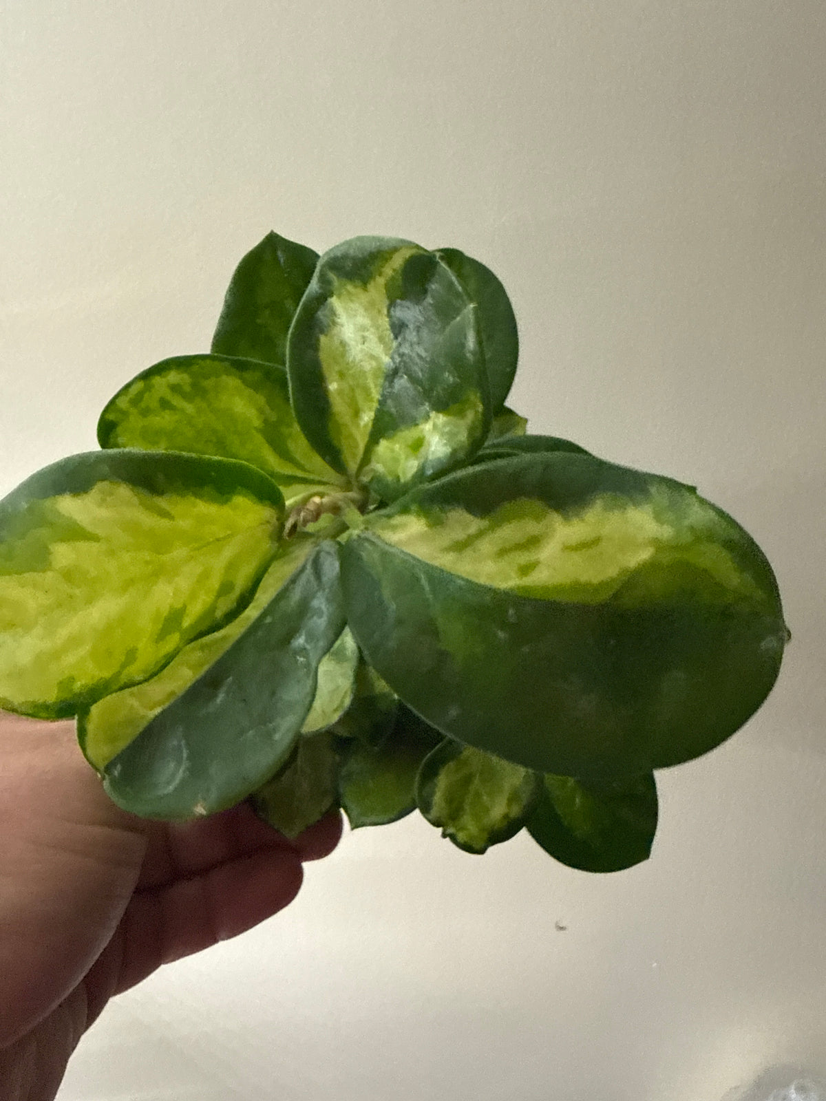 Hoya Australis Lisa