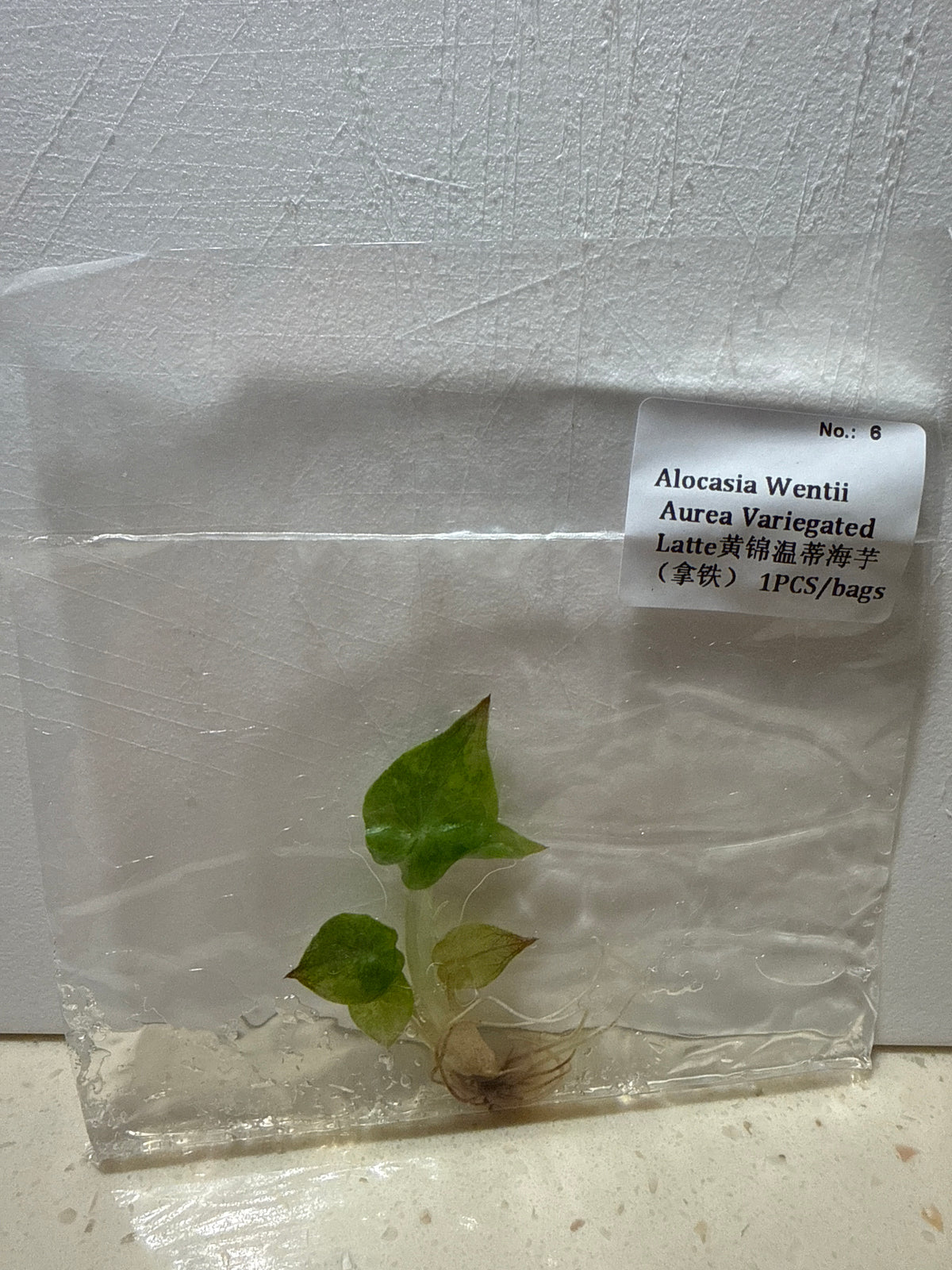 Alocasia Wentii Aurea Variegated Latte - Seller's Choice