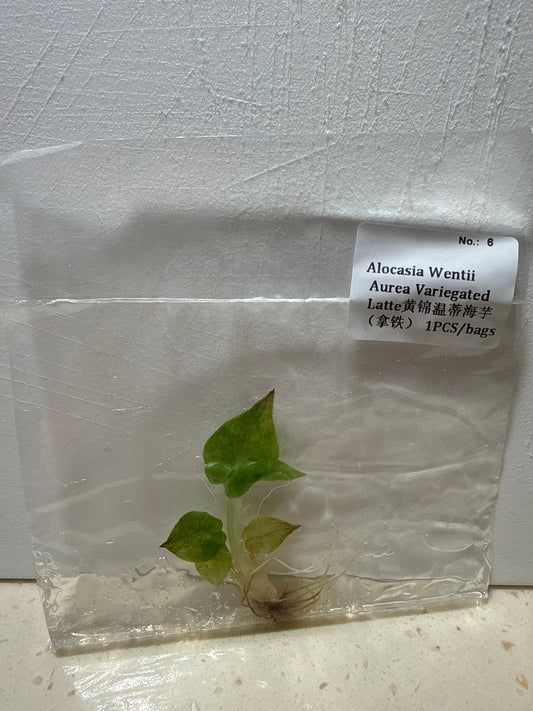 Alocasia Wentii Aurea Variegated Latte - Seller's Choice