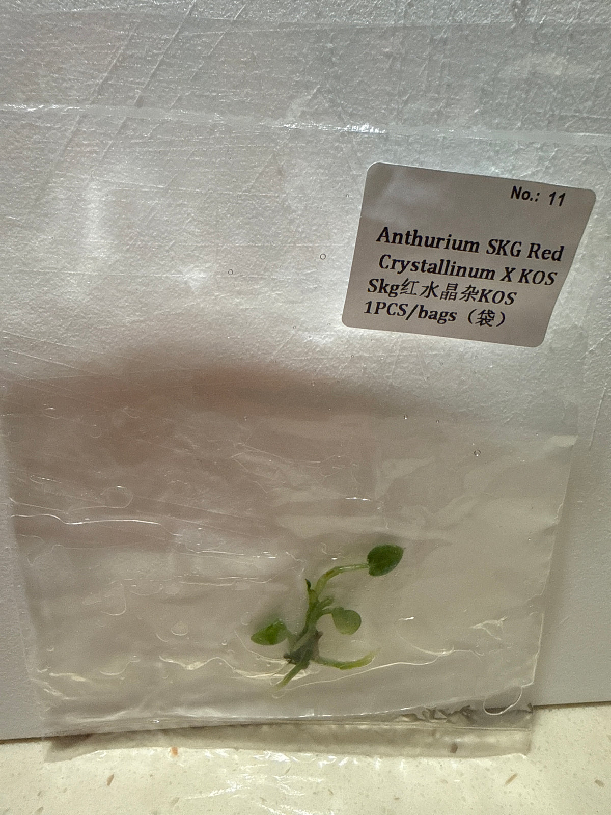 Anthurium SKG Red Crystallinum x KOS - Seller's Choice