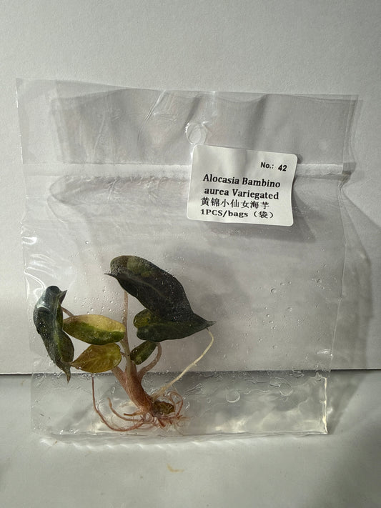 Alocasia Bambino Aurea Variegated - Seller's Choice