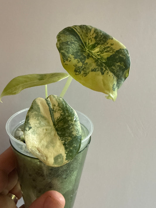 Alocasia Nebula Aurea