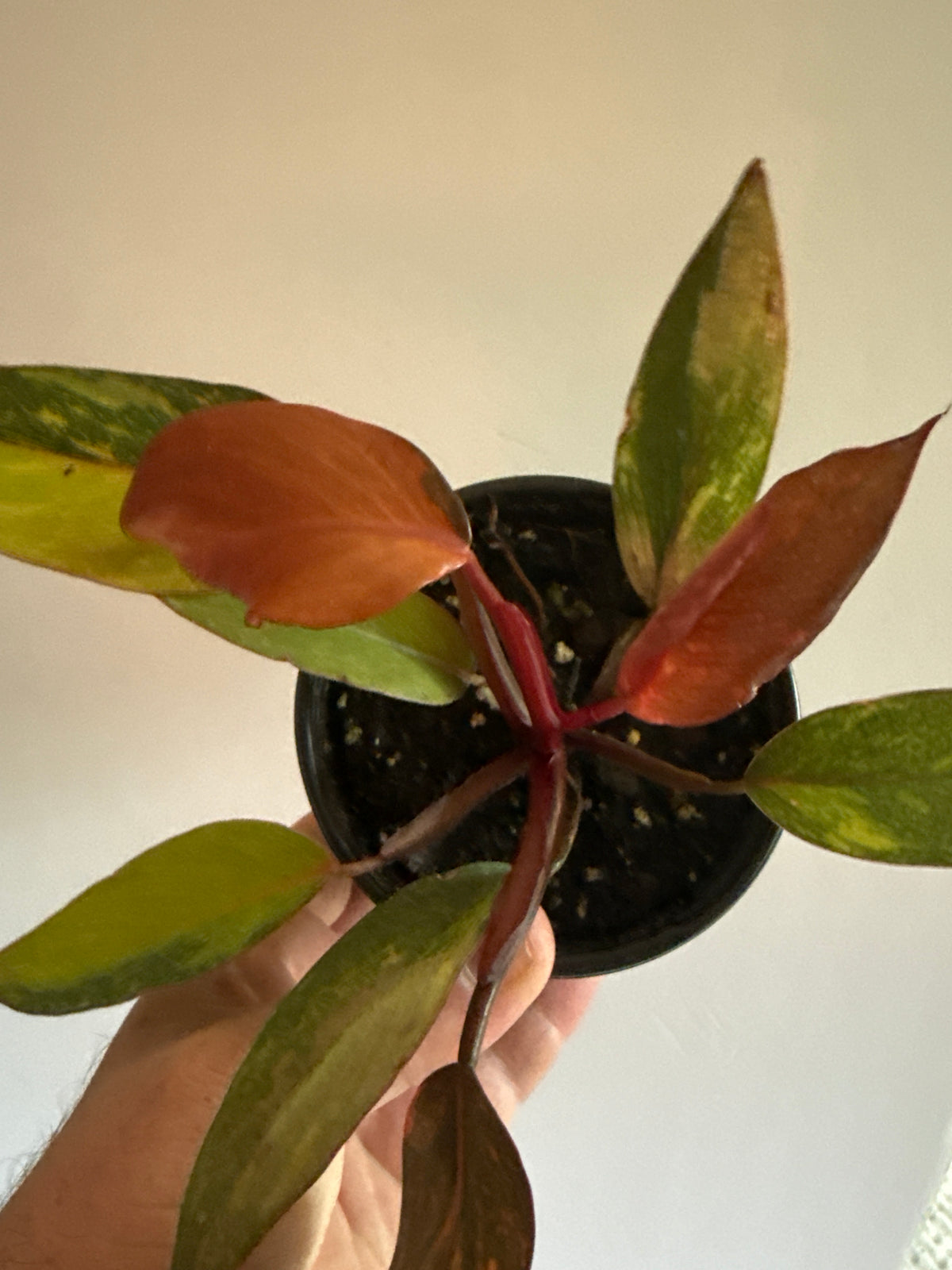 Philodendron Orange Princess