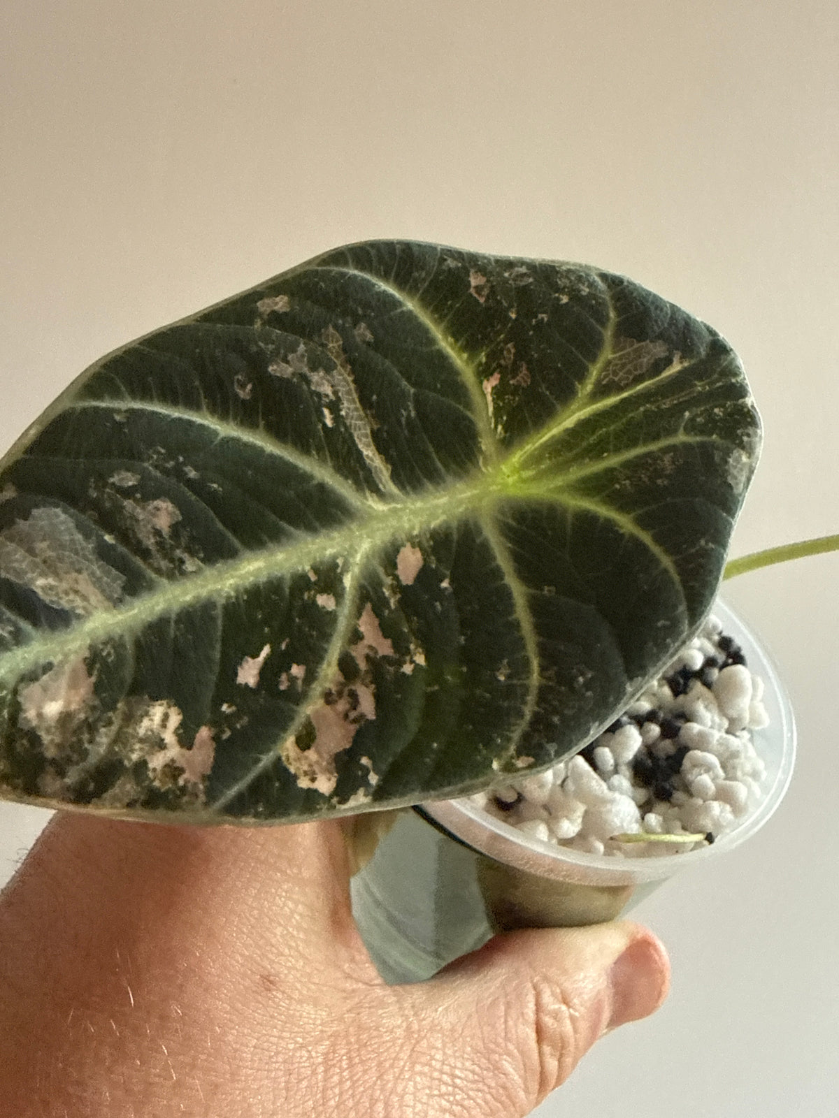 Alocasia Ninja Pink
