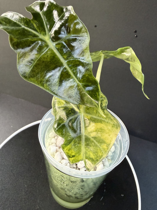 Alocasia Amazonica Aurea