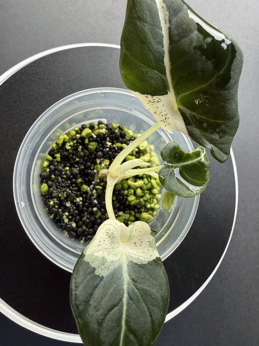 Alocasia Black Velvet Dalmation