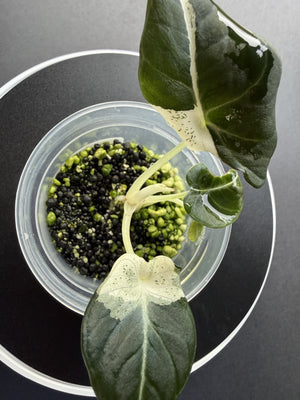 Alocasia Black Velvet Dalmation
