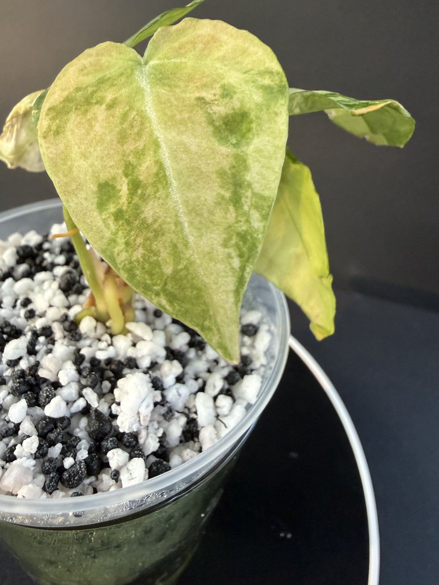 Anthurium Forgetii Variegated