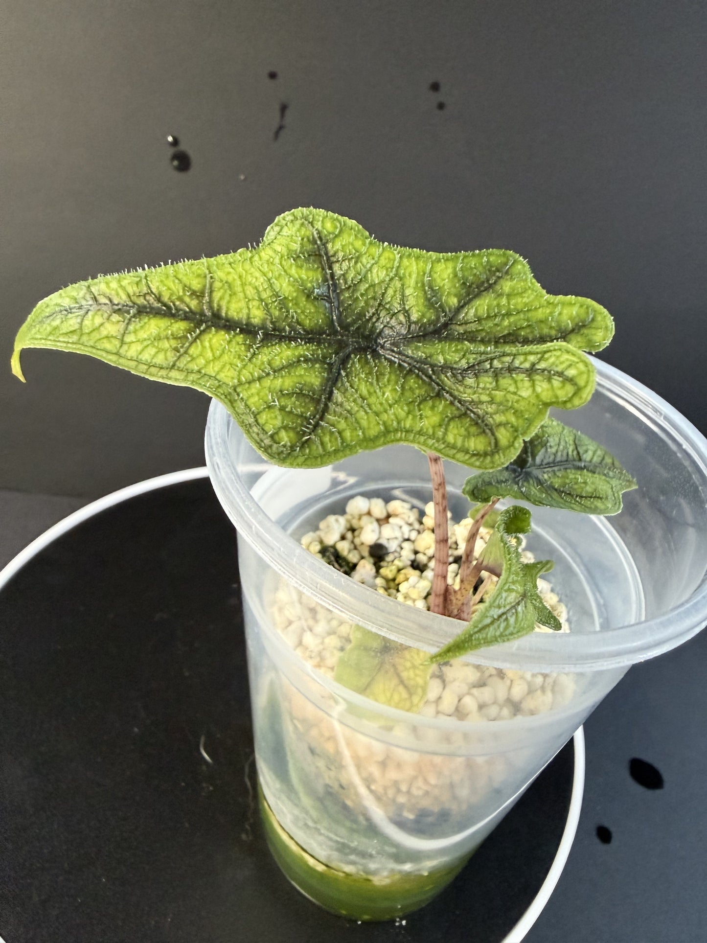Alocasia Jacklyn Aurea