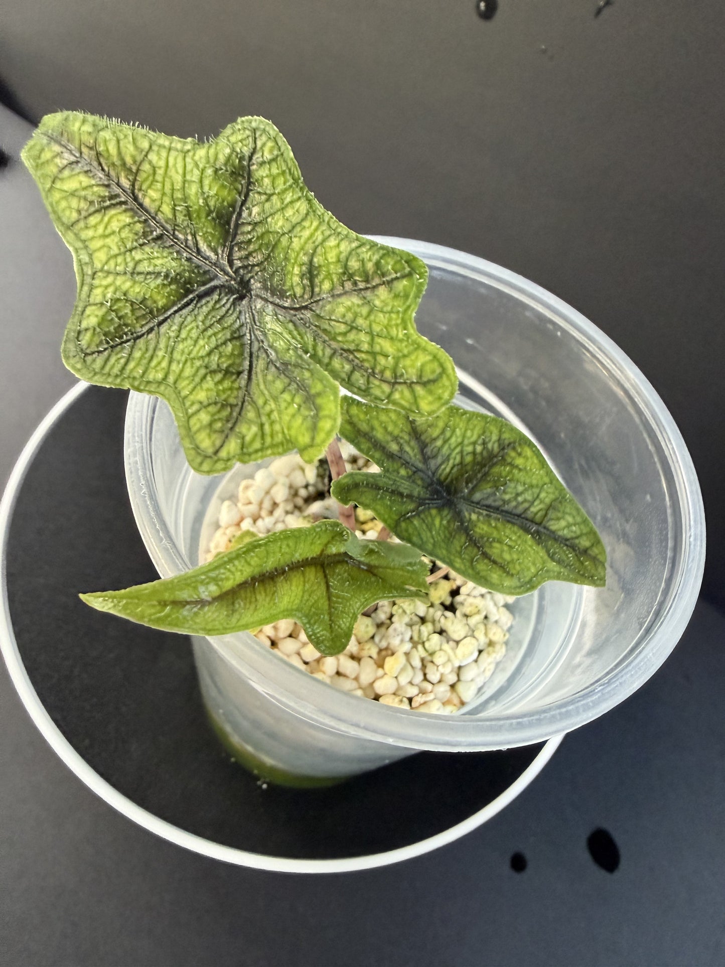 Alocasia Jacklyn Aurea
