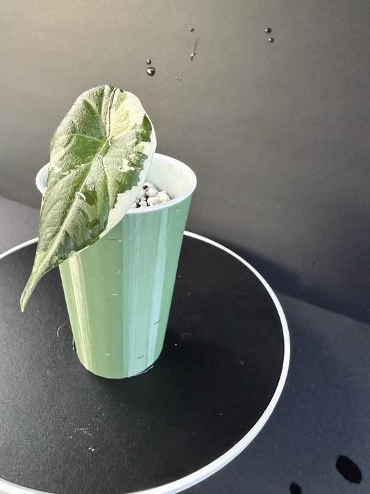 Alocasia Maharani Albo