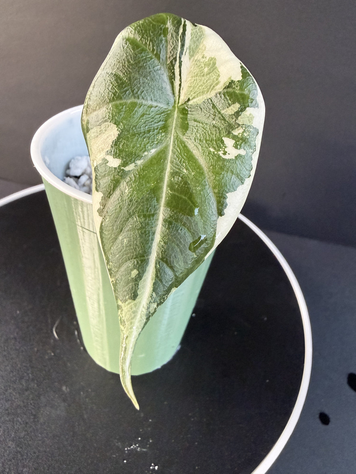 Alocasia Maharani Albo