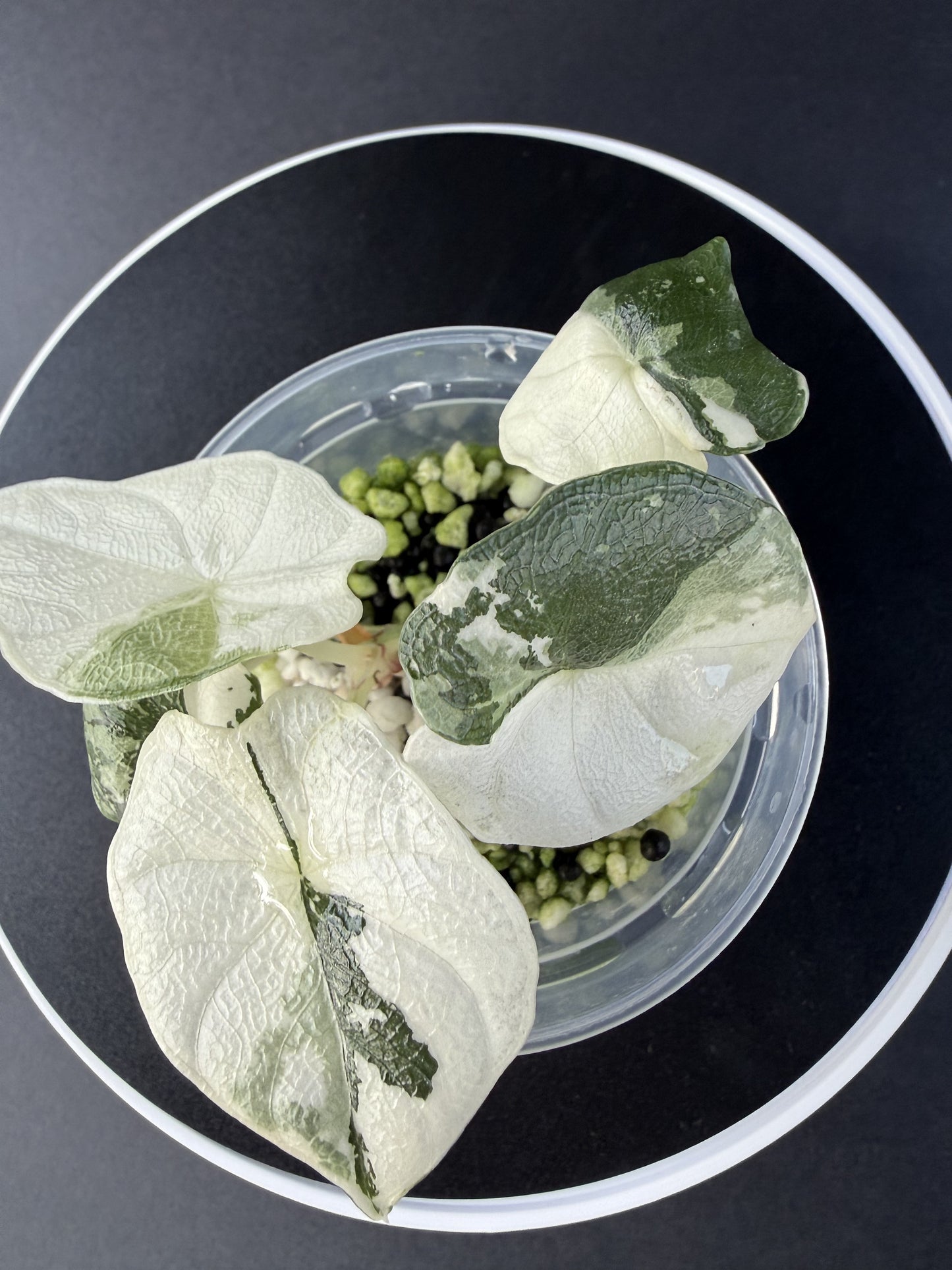 Alocasia Melo Albo #2