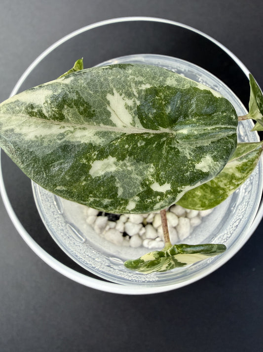Alocasia Metallic Blue Albo