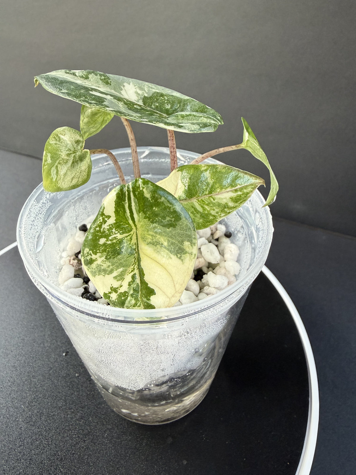 Alocasia Metallic Blue Albo