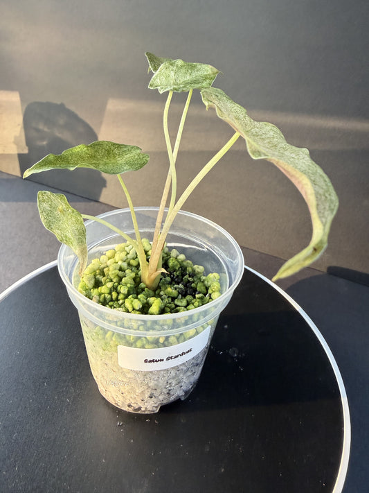 Alocasia Pink Bambino Lava