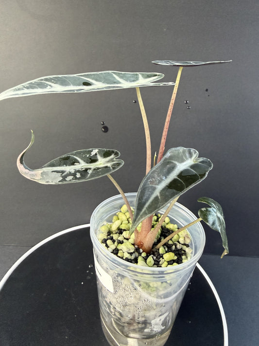 Alocasia Pink Bambino