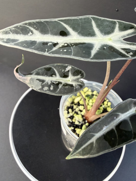 Alocasia Pink Bambino