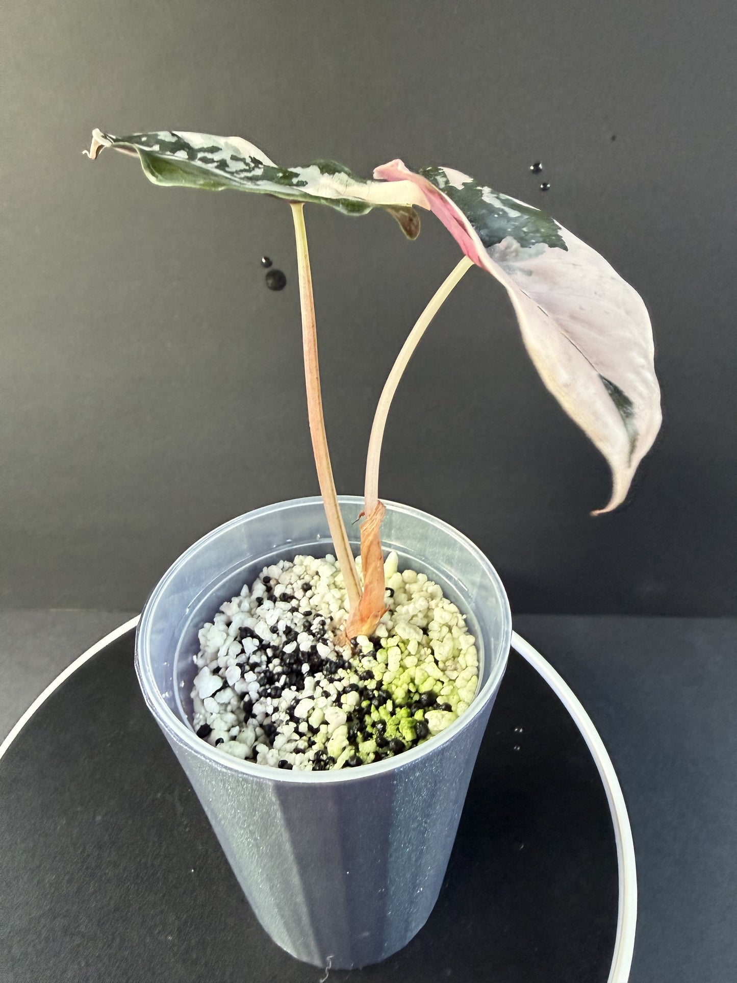 Alocasia Pink Chantrieri #1