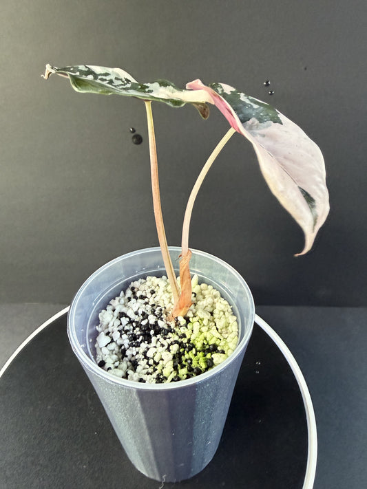 Alocasia Pink Chantrieri #1