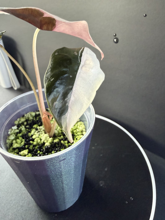 Alocasia Pink Chantrieri #1