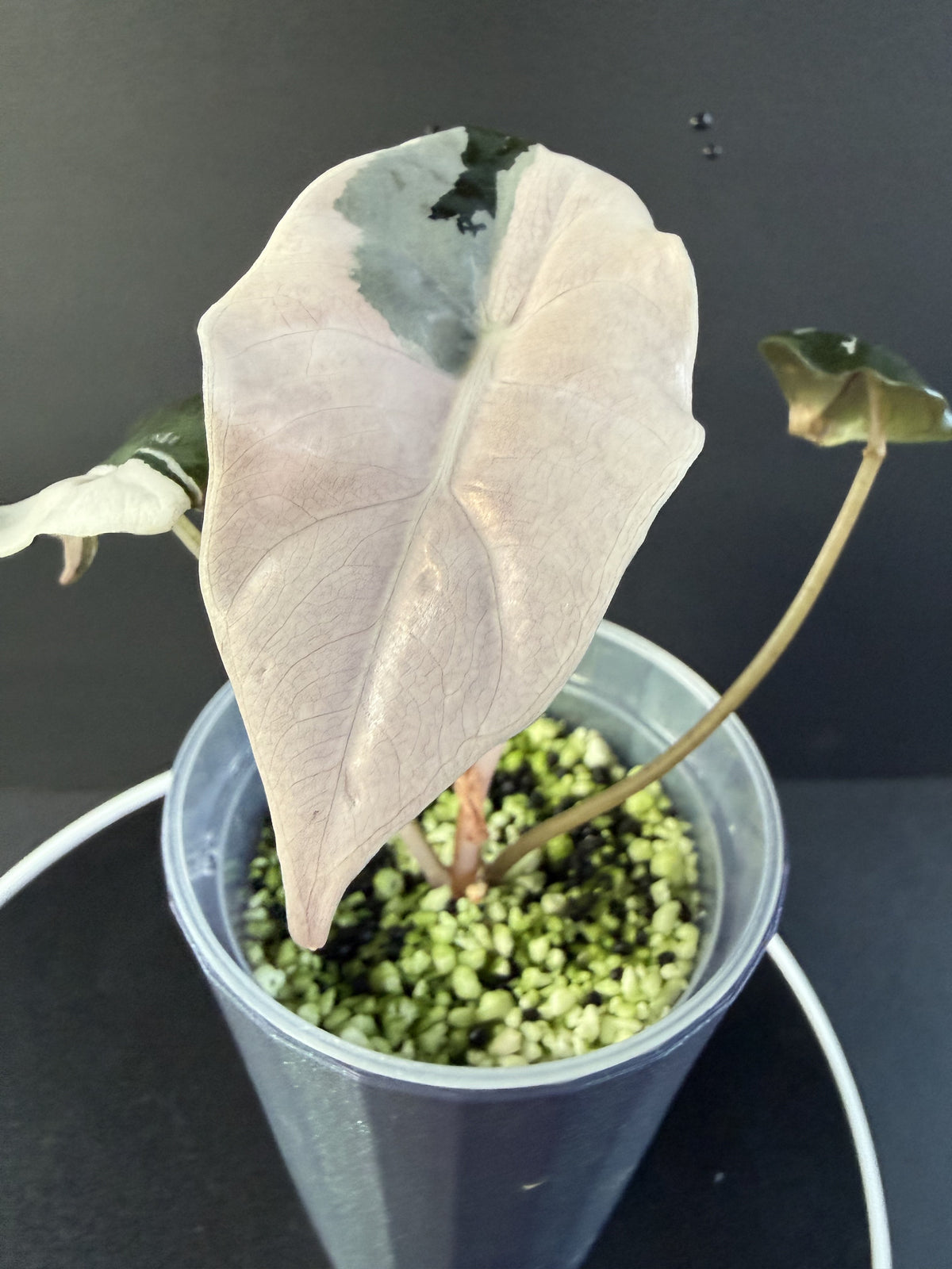 Alocasia Pink Chantrieri #2