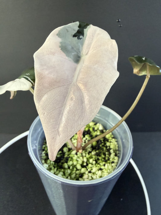 Alocasia Pink Chantrieri #2