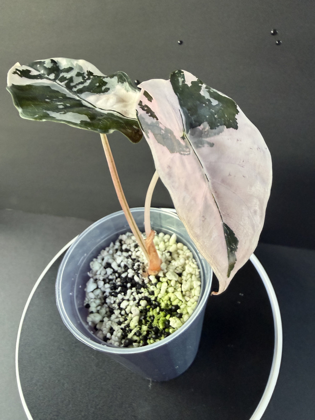Alocasia Pink Chantrieri #2