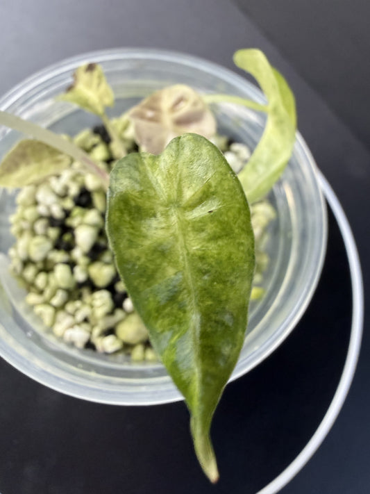 Alocasia Poly Aurea