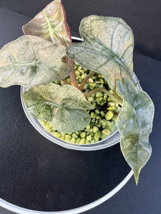 Alocasia Poly Pink Mint