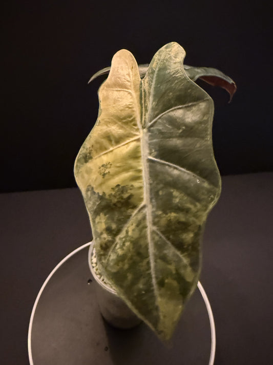 Alocasia Pseudo Sanderiana Aurea