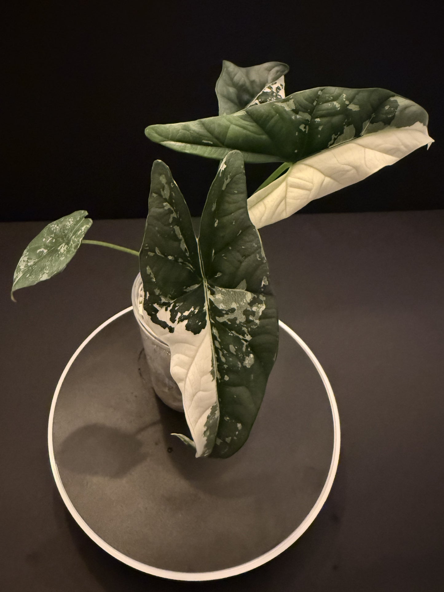 Alocasia Pseudo Sanderiana Aurea