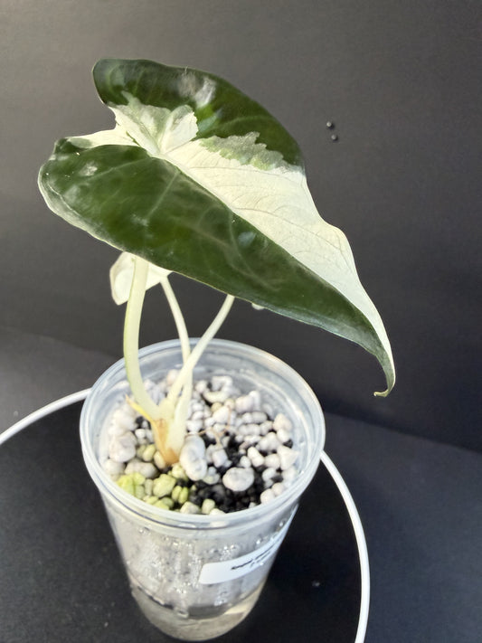 Alocasia Regal Shield Albo Lava #2