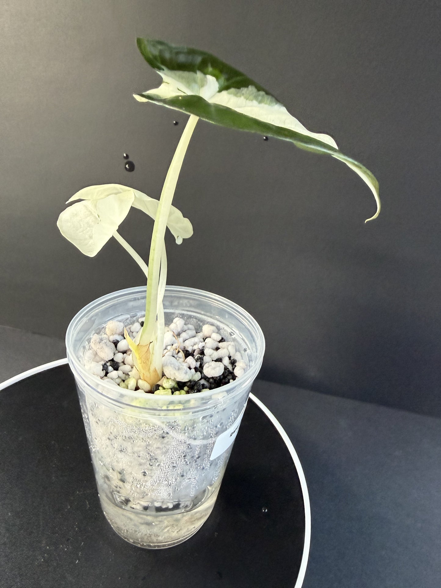 Alocasia Regal Shield Albo Lava #2