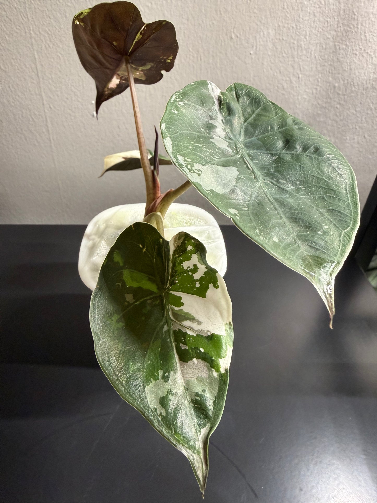 Alocasia Aslanii Pink Albo