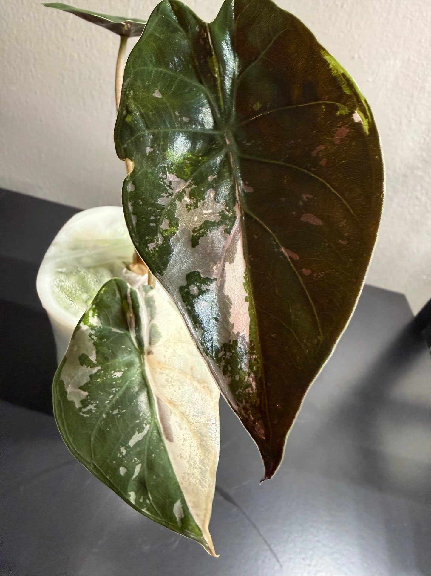 Alocasia Aslanii Pink Albo