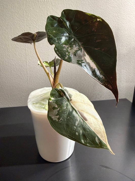 Alocasia Aslanii Pink Albo