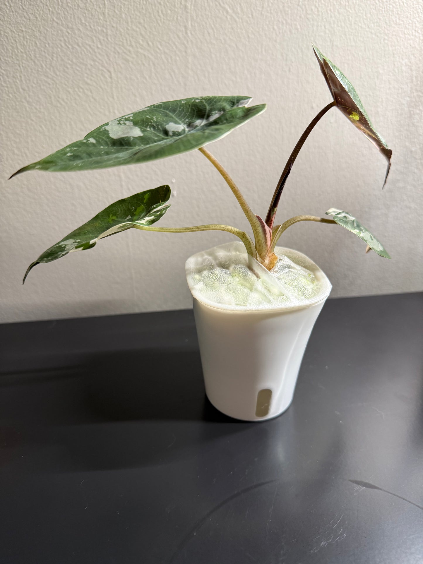 Alocasia Aslanii Pink Albo
