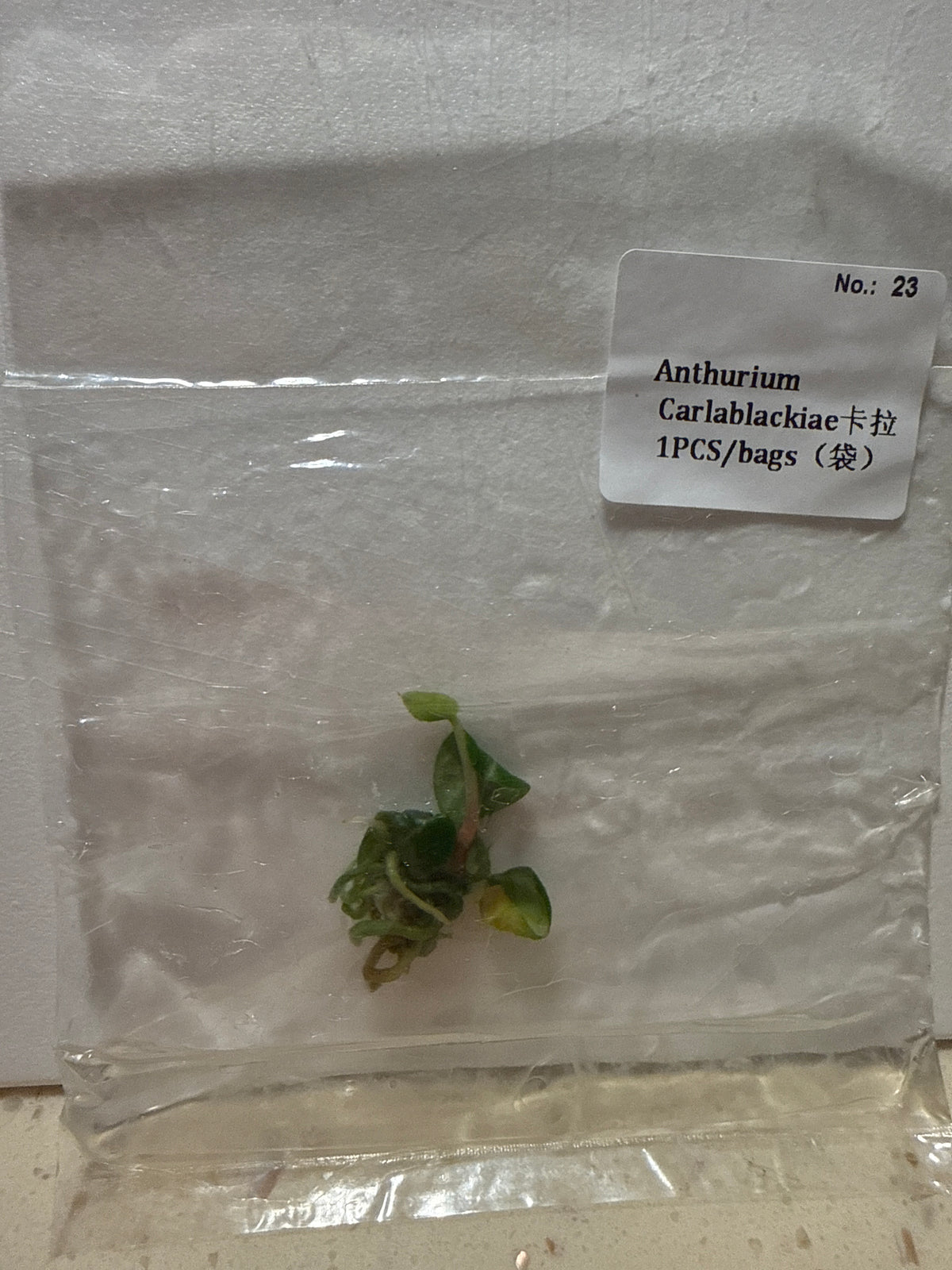 Anthurium Carlablackiae - Seller's Choice