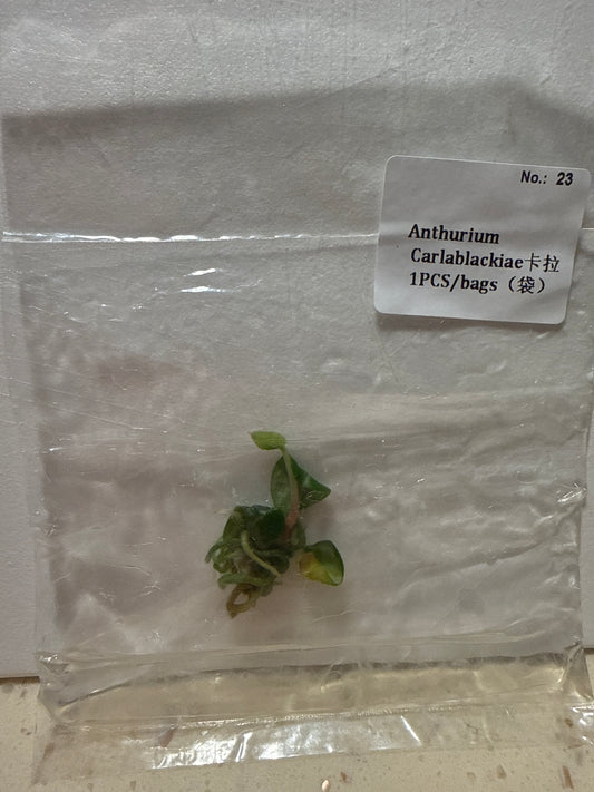 Anthurium Carlablackiae - Seller's Choice