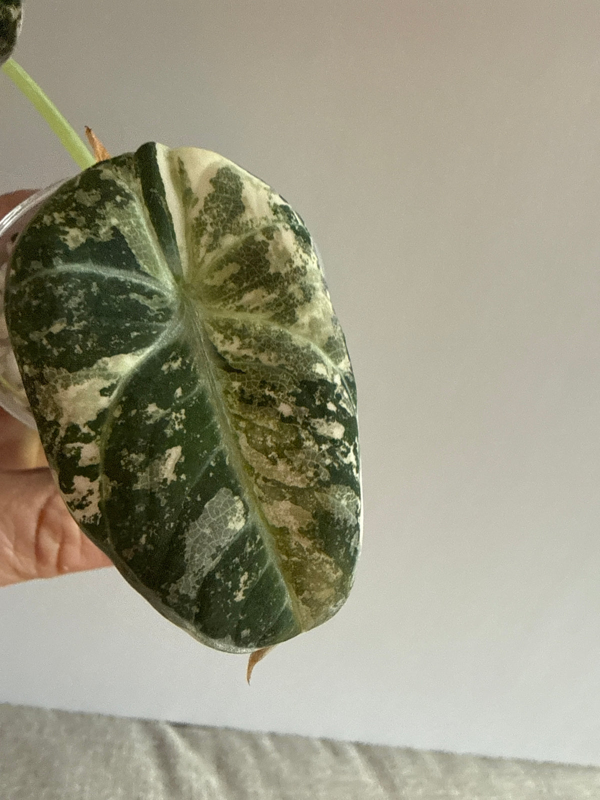 Alocasia Ninja Pink