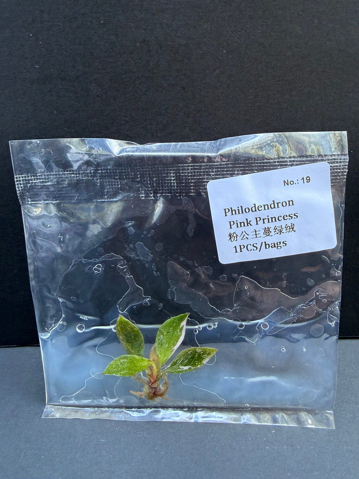 Philodendron Pink Princess