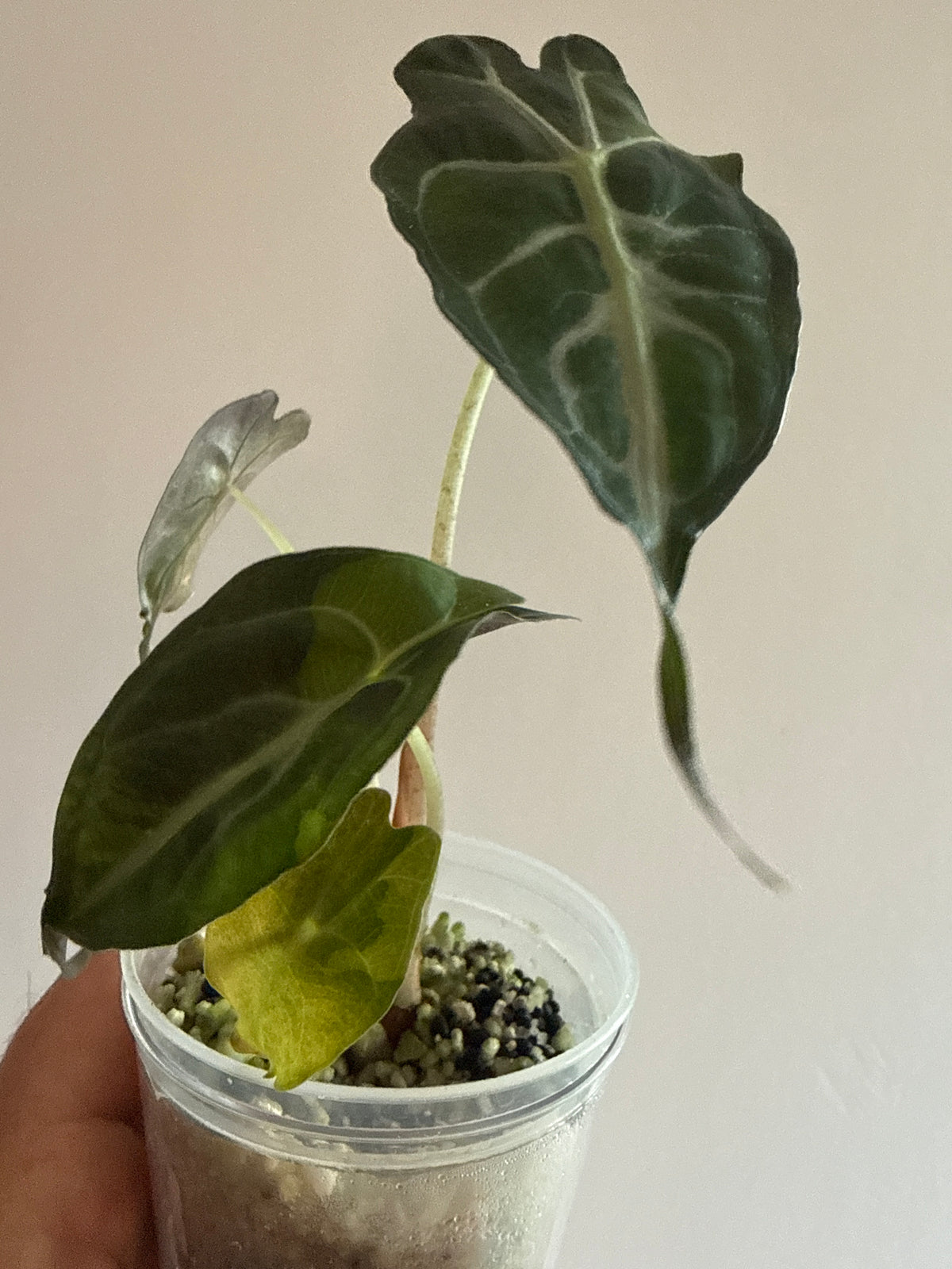 Alocasia Venom Aurea