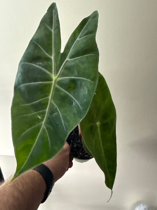 Alocasia Polly