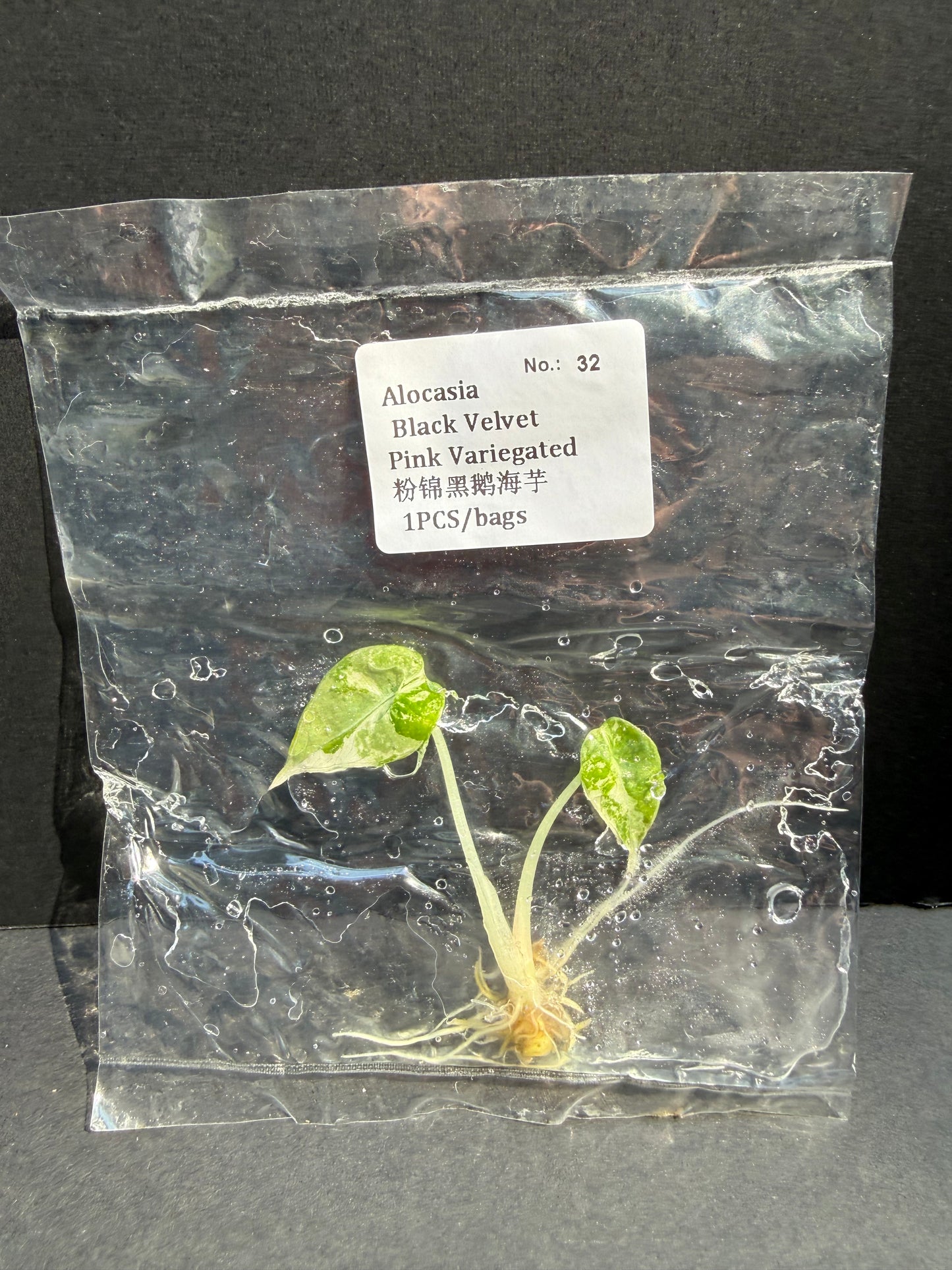 Alocasia Black Velvet Pink Variegated